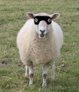 Data Quality and Bandit Sheep?